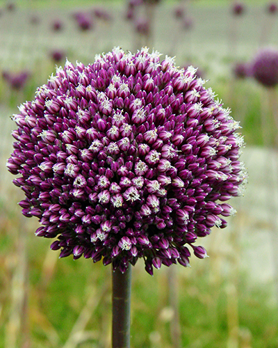 Allium summer drummer.jpg
